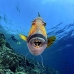 triggerfish_titan_bro_b_ni_v_0623_egy1098.jpg